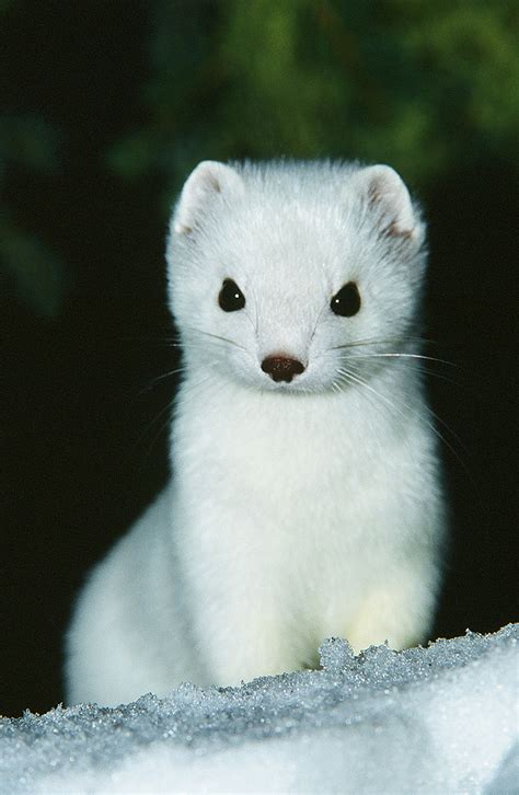 Close Up Of Pure White Ermine In The Snow I Got This Shot Flickr