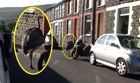 Couple Shocked To Spot A Giant Ostrich Down Their Street In Wales Uk