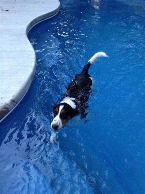Cooper The Basset Hounds Loves To Swim In The Pool In The Hot Texas