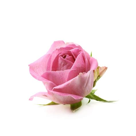 Single Pink Rose Bud Isolated Stock Image Image Of Beauty Beautiful