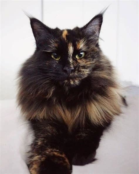 33 Tortie Maine Coons Youll Want To Adopt