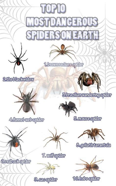 Top 10 Most Dangerous Spiders On Earth Infographic Dangerous Spiders