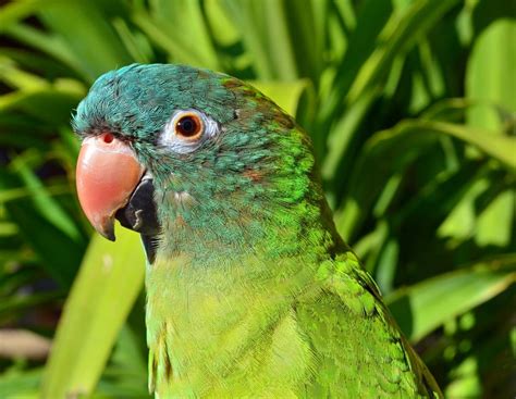 8 Small And Medium Pet Birds That Can Talk Petsoid