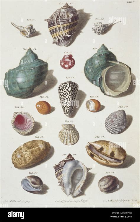 Collection Of Shells Stock Photo Alamy