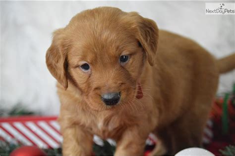Our dogs have access to approximately 100 acres to spend running through pastureland, woods, fields, and creeks. Red: Golden Retriever puppy for sale near Texoma, Texas ...