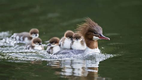 Merganser Ducklings