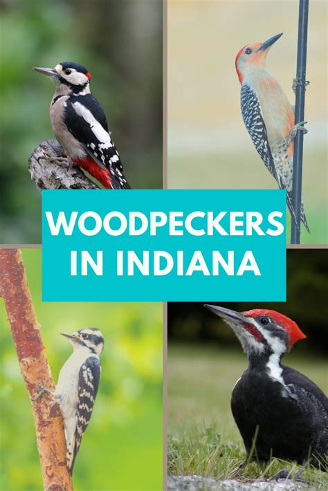 7 Species Of Woodpeckers In Indiana In 2022 Woodpecker Downy