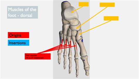 Muscles Of The Foot Dorsal Diagram Quizlet