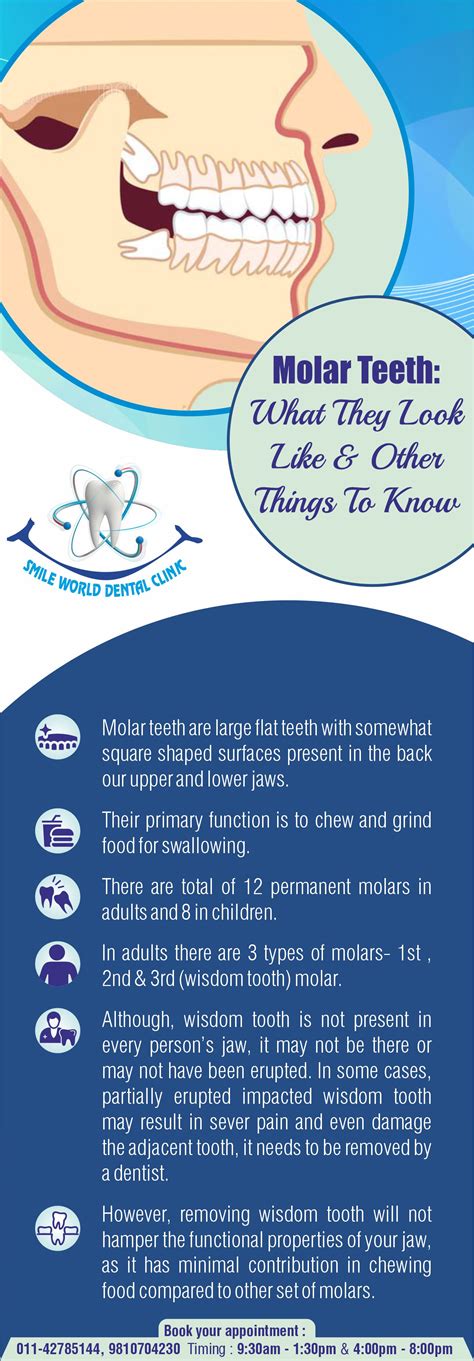 Molar Teeth What They Look Like And Other Things To Know