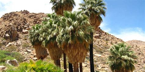 What To Do While Visiting Joshua Tree National Park Visit California