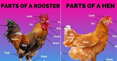 Anatomy Of Chicken Wing