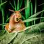 You Are Joking Right  Snail Cute Small Animals Creature Picture