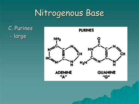 The nitrogenous bases form hydrogen bonds between opposing dna strands to form the rungs of the twisted ladder or double helix of dna or a biological catalyst that is found in the nucleotides. PPT - DNA STRUCTURE From "Molecular Biology Made Simple ...