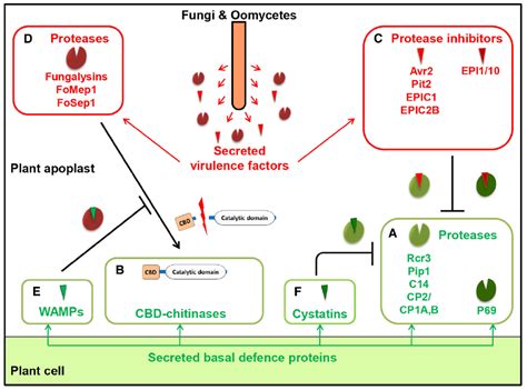 Inhibits serine, cysteine, and metalloproteases, as well as calpains. Frontiers | The battle in the apoplast: further insights ...