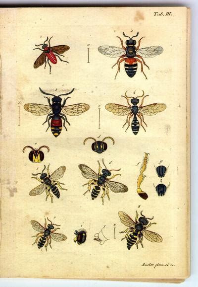 The number of insect species is believed to be between six and ten million. Living Lightly
