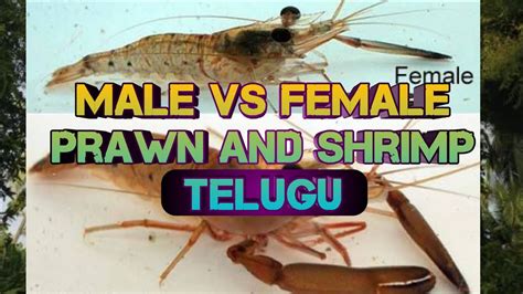 Male Vs Female Prawn And Shrimp In Telugu Differences Between Male