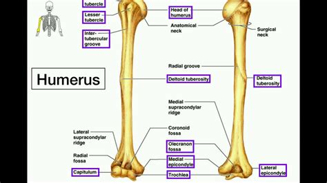 Femur And Tibia Anatomy