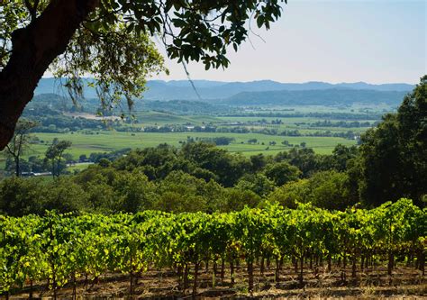 The Best Wineries To Visit In Sonoma County