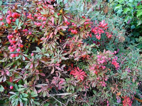 Zuurbes Berberis Wilsoniae Houtem Natuur Waarnemingen