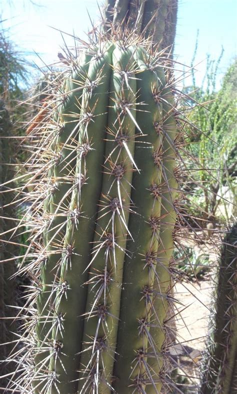 Trichocereus Werdermannianus Echinopsis Werdermanniana