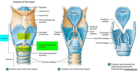 Histology Of Larynx