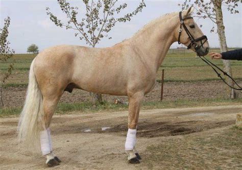 Lovely Lusitano 😍 Dressage Dressur Lusitano Spanier Horse