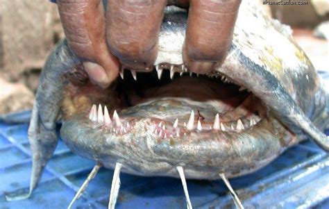 Catfish Teeth