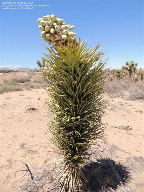 Plantfiles Pictures Yucca Species Joshua Tree Yucca Brevifolia By