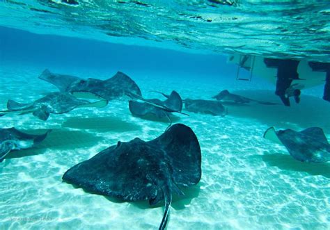 As famílias que viajaram para grand cayman desfrutaram da sua estadia nos seguintes hotéis perto de stingray city Pin on Stingray City Grand Cayman