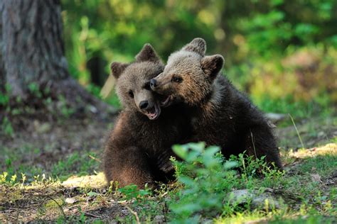 Bear Cubs Playing In The Forest Baby Brown Bears Are Usually Born In
