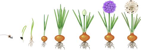 How Do Onion Grow Review Of All The Growing Stages