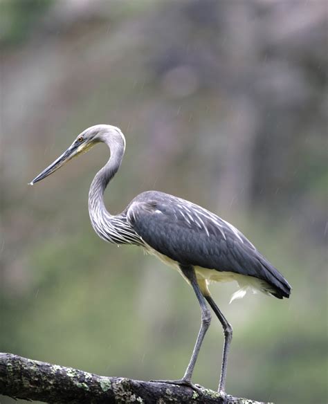 White Bellied Heron Little Bhutan