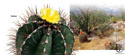 Cacti have numerous anatomical and behavioral adaptations for absorbing and storing water, preventing water loss, protecting themselves from predators, limiting damage from the hot sun, saving their energy, requiring few resources, and attracting pollinators. Animals and Plants ~ The English Camp