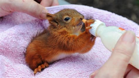 Baby Squirrels Rescued From Hurricane Katia Cbbc Newsround