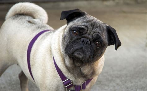 Pugs are clownish, that's why a funny name will suit them. Cute Pug Wallpapers (69+ images)