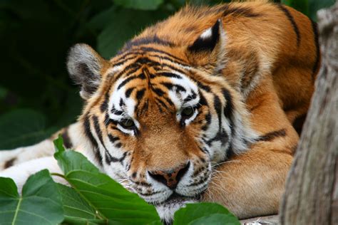 A Siberian Tiger Relaxing Siberian Tiger Relax Picture Photography