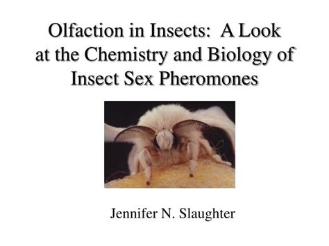Ppt Olfaction In Insects A Look At The Chemistry And Biology Of Insect Sex Pheromones