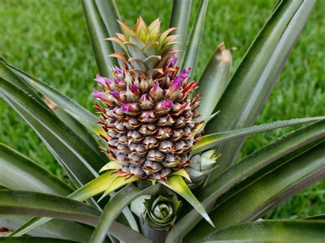 How To Grow And Care For A Pineapple World Of Flowering Plants