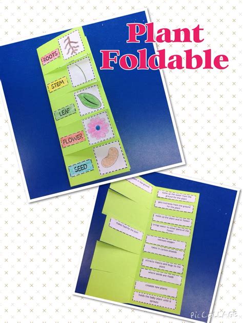 Plants Foldable And Activities