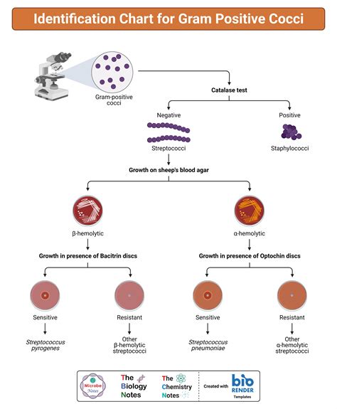 Identification Chart For Gram Positive Cocci In 2022 Microbiology