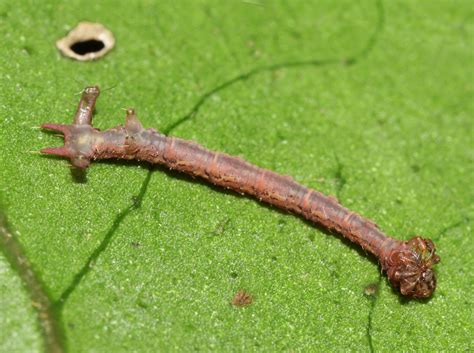 Hawaiian Carnivorous Caterpillar — Eupithecia | Hawaiian Forest