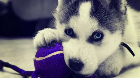 Find best dog wallpaper and ideas by device, resolution, and quality (hd, 4k) from a if you own an iphone mobile phone, please check the how to change the wallpaper on iphone page. Siberian Husky Wallpapers - Wallpaper Cave