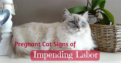 Pregnant Cat Signs Of Impending Labor How To Tell Nolonger Wild