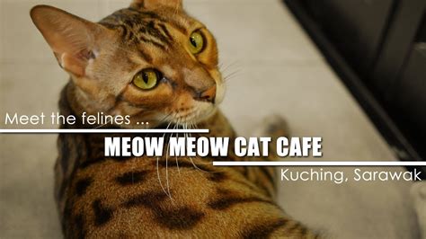 Fancy meow cat cafe is rotorua's first cat cafe new zealand's only cat cafe with beautiful purebred cats and kittens! Meow Meow Cat Cafe at Kuching 😻 a place for cat lovers ...