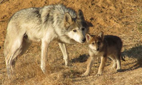 A Good Howl Mexican Gray Wolf Pups Born Socal Wild