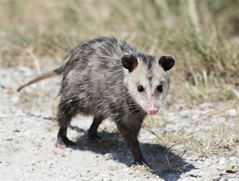 Opossum Comune Il Didelphis Marsupialis Inoltre Ha Chiamato Lopossum