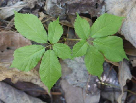 Virginia Creeper And Ginseng Identify That Plant