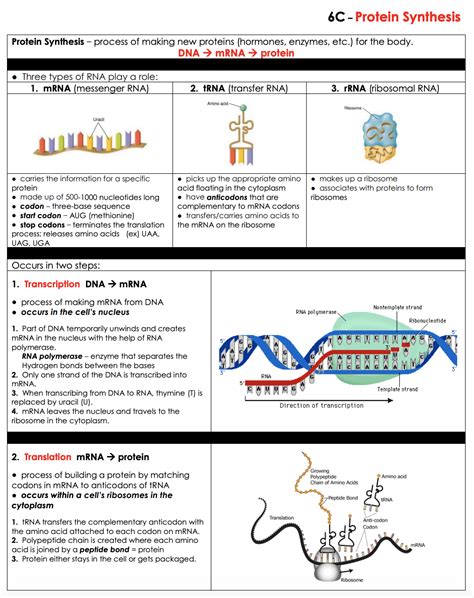 Protein Synthesis - LPHS BIOLOGY STAAR REVIEW