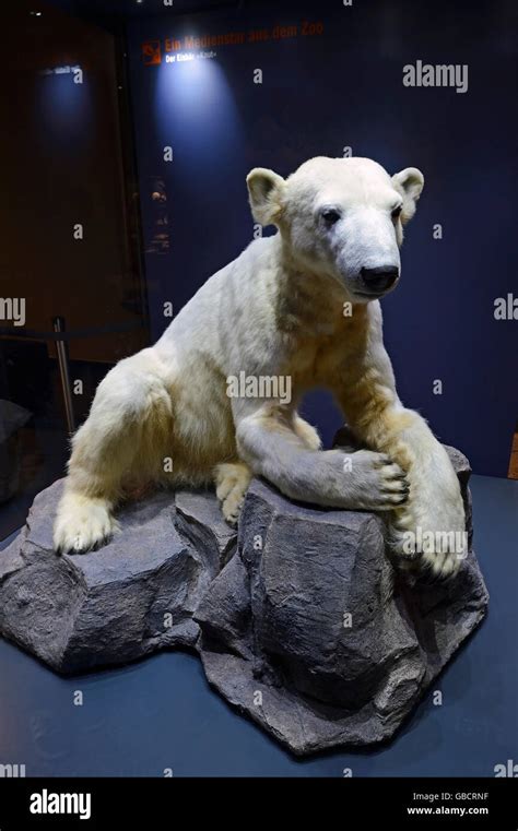 Preseved Specimen Of Polar Bear Knut Hi Res Stock Photography And