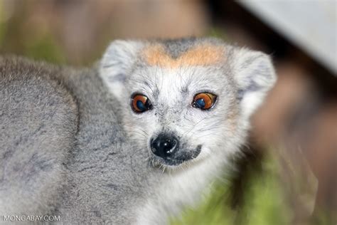 Cross Eyed Female Crowned Lemur Eulemur Coronatus